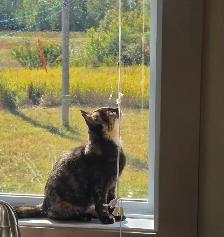 Kitten to rehome