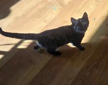 Kitten to rehome - Photo 2