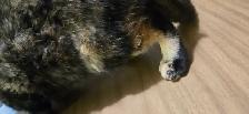 Kitten to rehome - Photo 3
