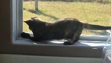 Kitten to rehome - Photo 4