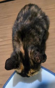 Kitten to rehome - Photo 5