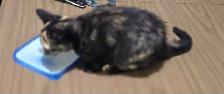 Kitten to rehome - Photo 6