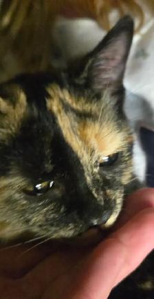 Kitten to rehome - Photo 7
