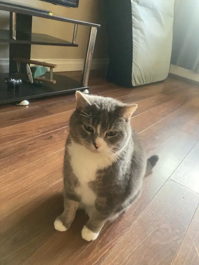 FREE 2 full grown cats for immediate rehoming