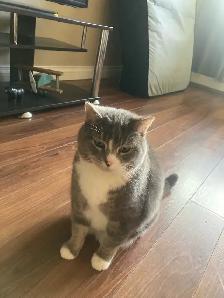 FREE 2 full grown cats for immediate rehoming
