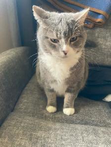 FREE 2 full grown cats for immediate rehoming - Photo 2