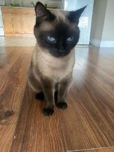 FREE 2 full grown cats for immediate rehoming - Photo 3