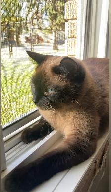 FREE 2 full grown cats for immediate rehoming - Photo 4