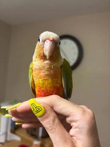 dog walking/bird sitting/cat sitting - Photo 2