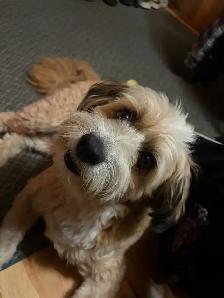 dog walking/bird sitting/cat sitting - Photo 4