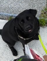 dog walking/bird sitting/cat sitting - Photo 5