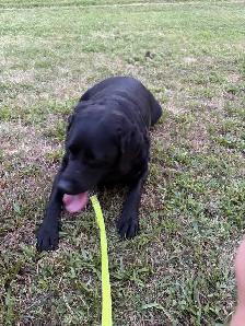 dog walking/bird sitting/cat sitting - Photo 7