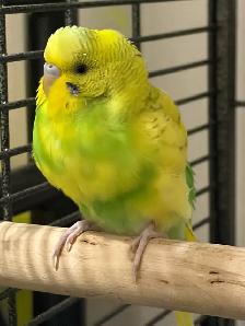 dog walking/bird sitting/cat sitting - Photo 8