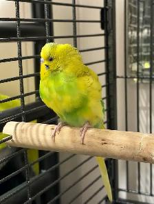 dog walking/bird sitting/cat sitting - Photo 9