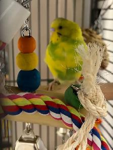 dog walking/bird sitting/cat sitting - Photo 10