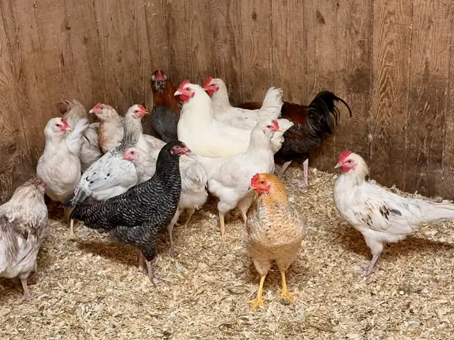 Coq à vendre - Rooster for sale