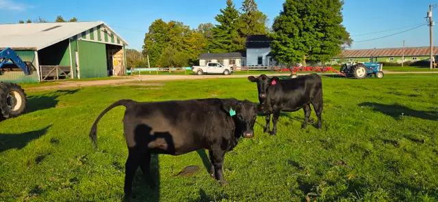 Black Angus Bred Heifers