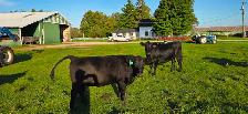 Black Angus Bred Heifers
