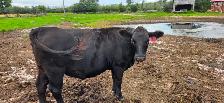 Black Angus Bred Heifers - Photo 2