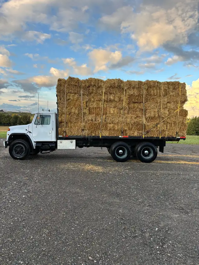 BARLEY STRAW
