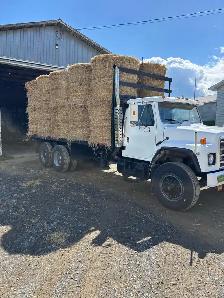 BARLEY STRAW - Photo 3