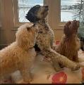 Dog Boarding Sitter Pet Sitting Dog Trainer and Training - Photo 9