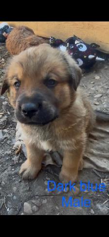 Puppies for sale