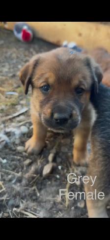 Puppies for sale - Photo 2