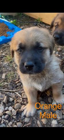 Puppies for sale - Photo 3