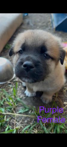 Puppies for sale - Photo 4