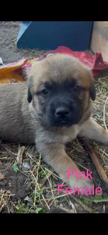 Puppies for sale - Photo 5
