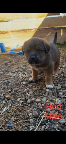 Puppies for sale - Photo 6