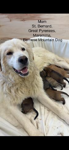Puppies for sale - Photo 7