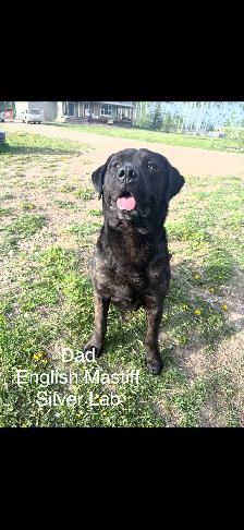 Puppies for sale - Photo 8