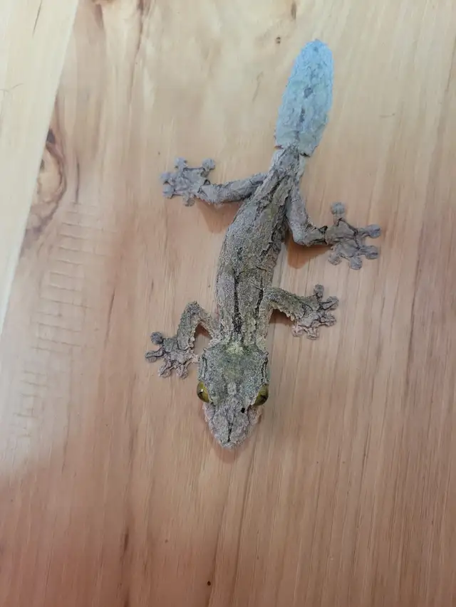 Uroplatus sikorae trio