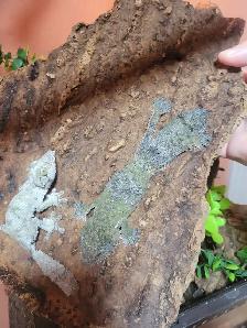 Uroplatus sikorae trio - Photo 2