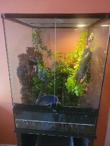 Uroplatus sikorae trio - Photo 3