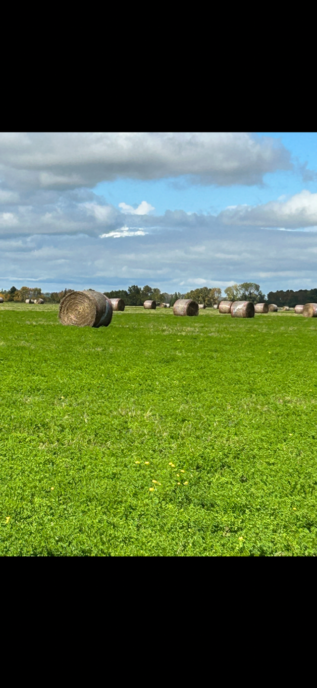 Trefoil straw