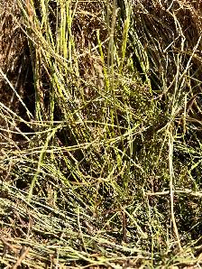 Trefoil straw - Photo 2