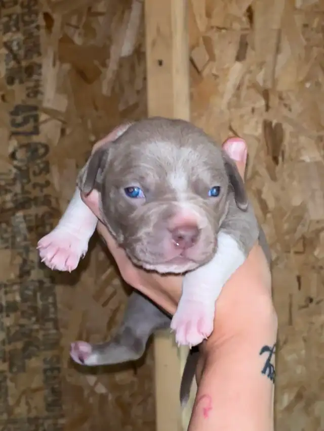 3 xl female bully pups