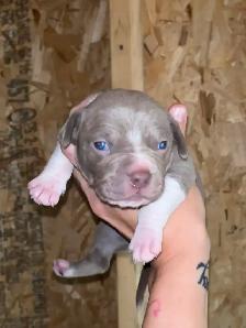 3 xl female bully pups