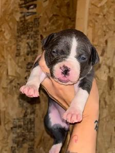 3 xl female bully pups - Photo 2