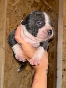 3 xl female bully pups - Photo 3