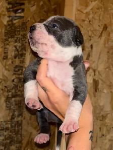 3 xl female bully pups - Photo 4