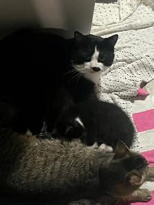 Hugo tuxedo cat - Photo 2
