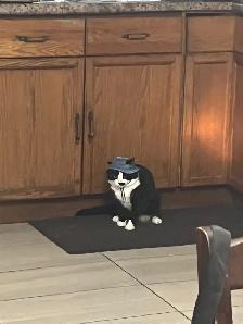 Hugo tuxedo cat - Photo 3