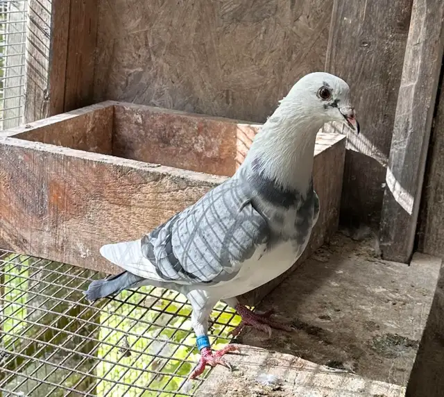 Racing Homing Pigeon