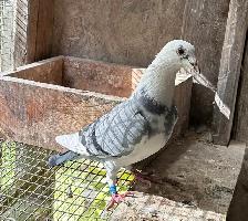 Racing Homing Pigeon