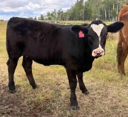 Simmental Replacement Heifers