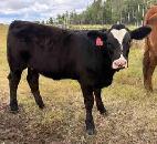 Simmental Replacement Heifers